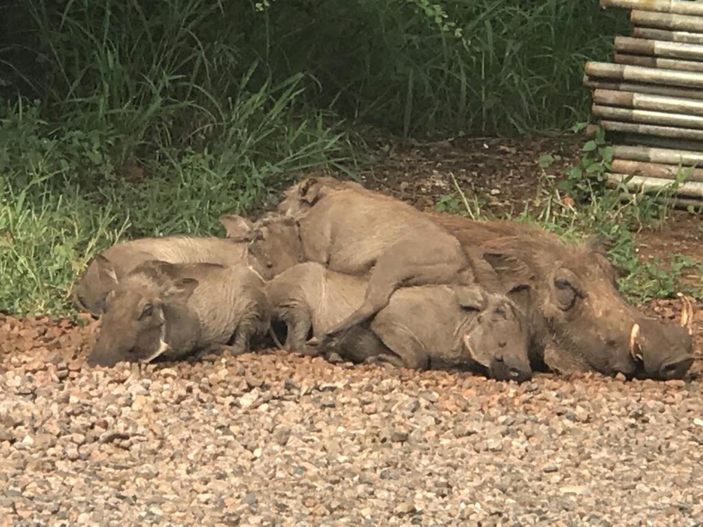 515 On Warthog By The River Marloth Park Exteriér fotografie